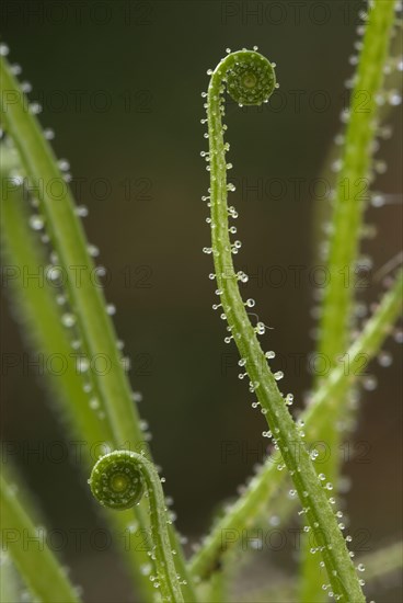 Portuguese sundew