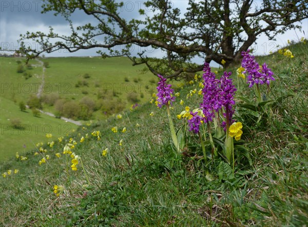 Early Purple early purple orchid