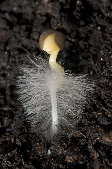 A germinating cabbage seed with root development with root hairs on the ground