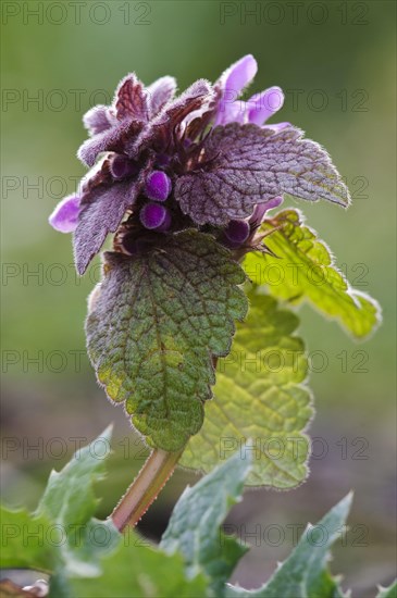 Red Dead-nettle