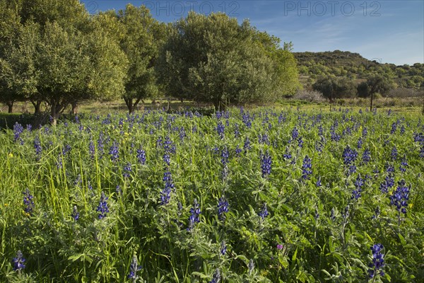 Narrow-leaved Lupin