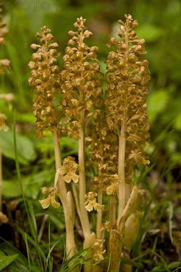 Flowering bird's-nest orchid