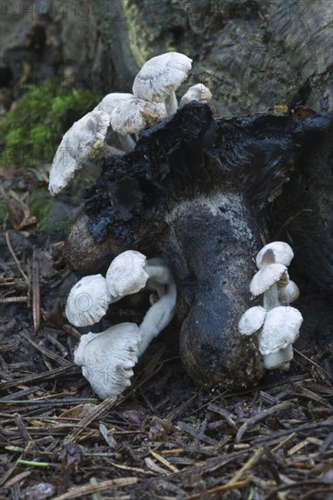 Silky Piggyback Fungus