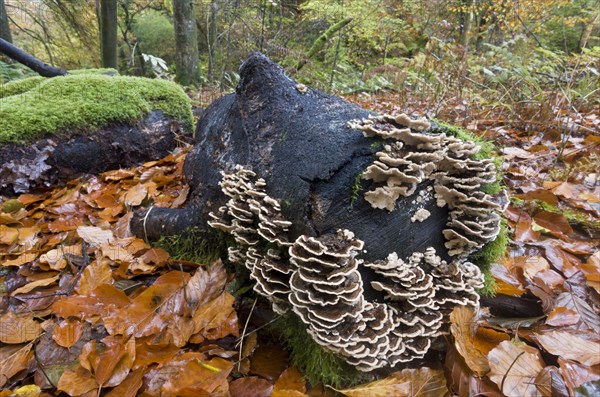 Banded Polypore