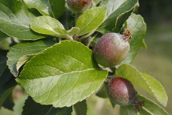 Cultivated Apple