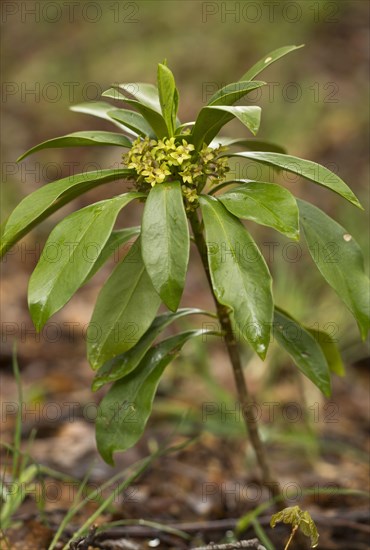 Spurge Laurel