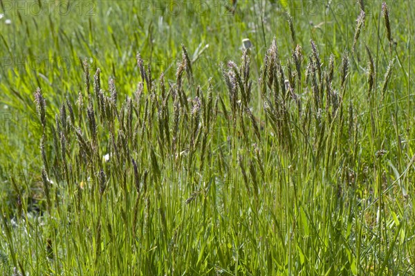 Common bog-grass