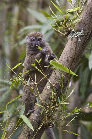 Eastern bamboo lemur