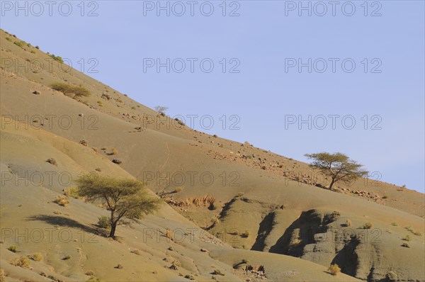 Acacia trees growing on slope in desert habitat