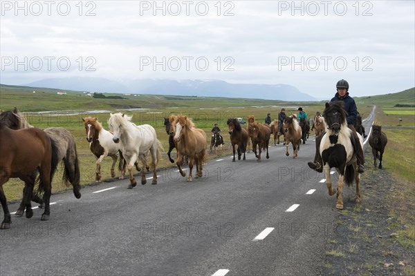 Icelandic horses