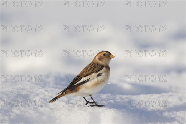 Snow bunting