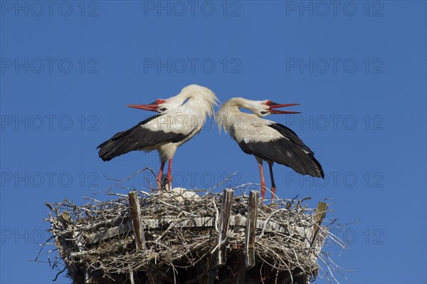 White stork