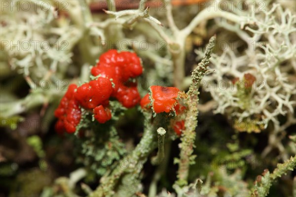 Scarlet cup lichen