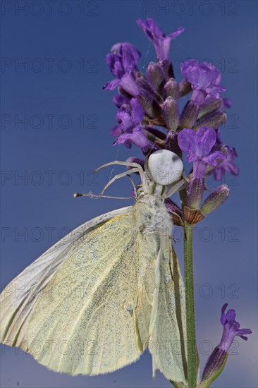 Variable crab spider