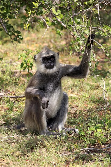 Southern Hanuman langur