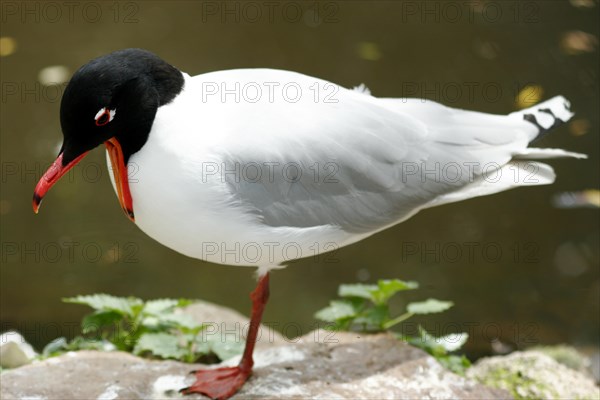 Black-headed Gull