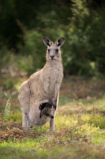 Eastern grey kangaroo