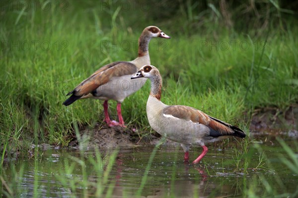 Egyptian goose