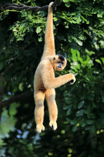 Yellow-cheeked gibbon