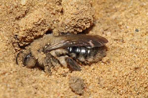 Grey-backed mining-bee