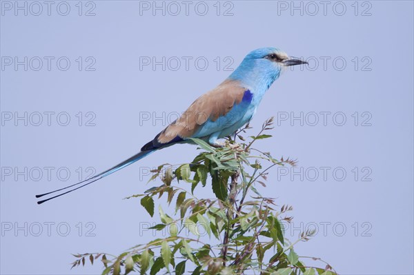 Adult abyssinian roller