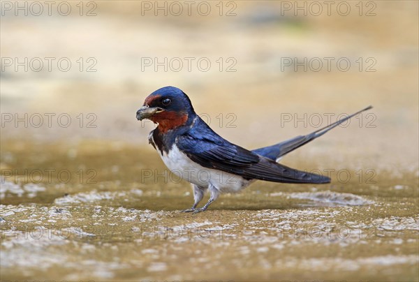 Barn Swallow