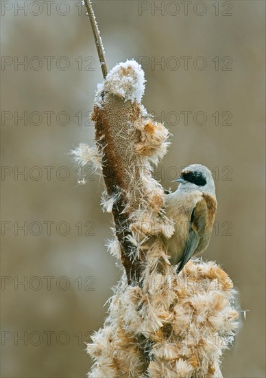 Penduline Tit