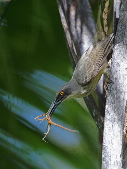 Grey trembler