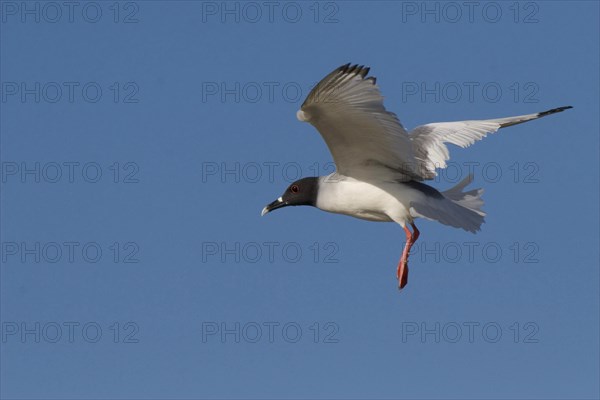 Swallow-tailed gulls