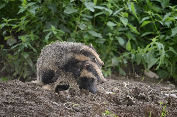 Eurasian Badger