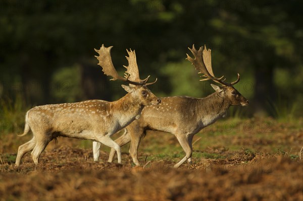 Fallow deer