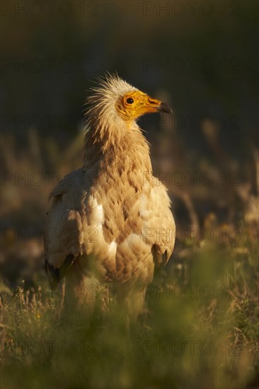 Egyptian Vulture