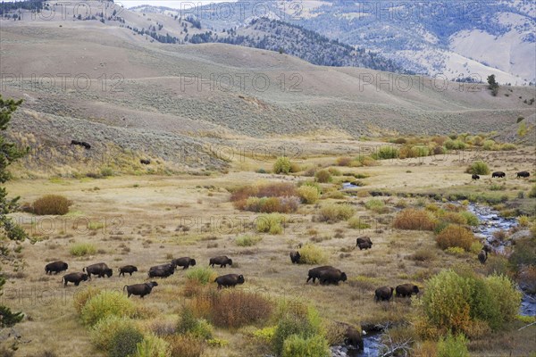 North American Bison