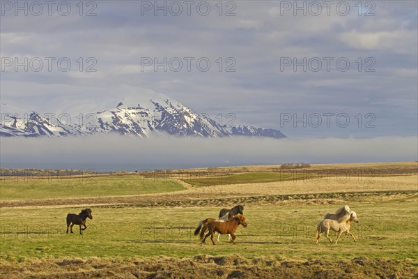 Icelandic horse