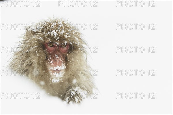 Japanese Macaque