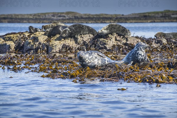 Grey Seal