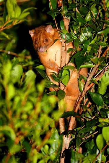 Mountain Brushtail Possum