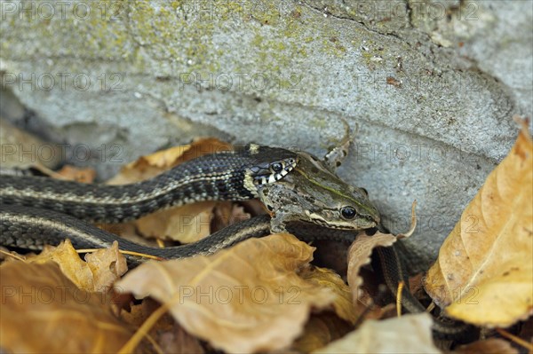 Grass snake