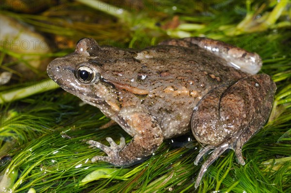 Tyrrhenian Painted Frog