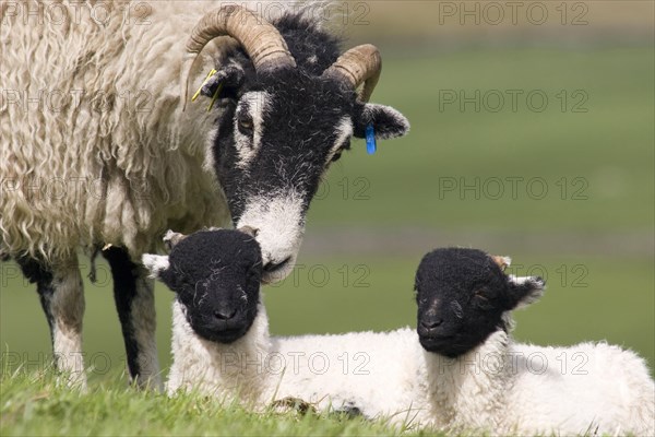 Domestic Sheep