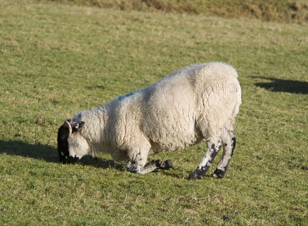 Domestic sheep