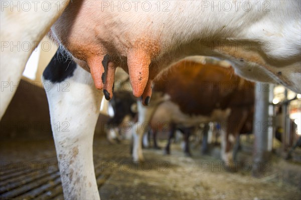 Dairy farming