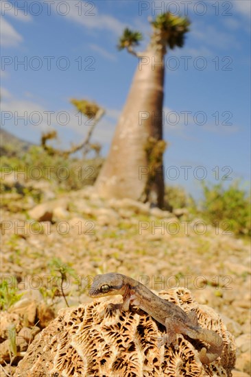 Socotran gecko