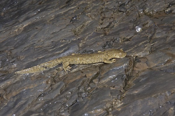 Pyrenean brook salamander