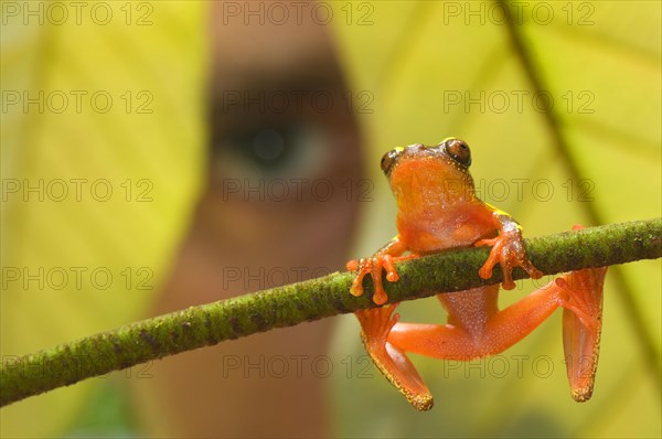 Shreve's Sarayacu tree frog