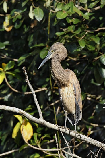 Great-billed heron