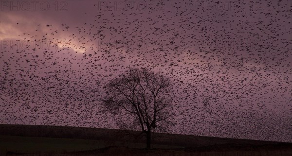 Common Starling