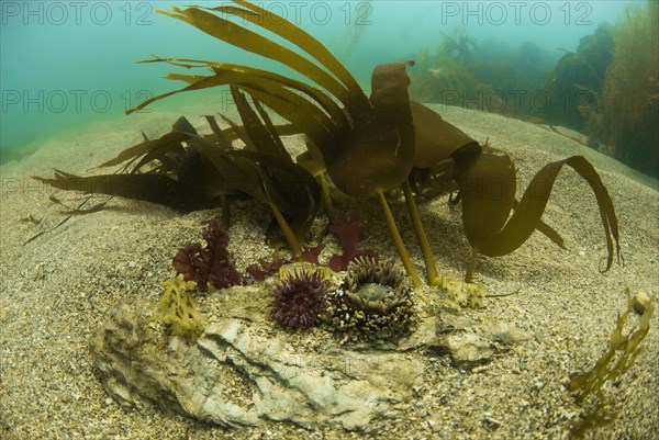 Beadlet Anemone