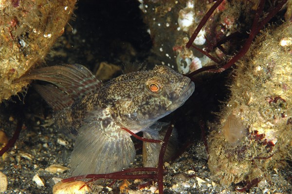 Black Goby