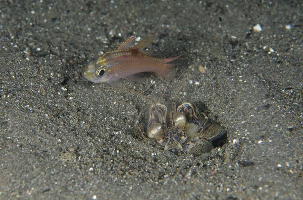 Spearing Mantis Shrimp